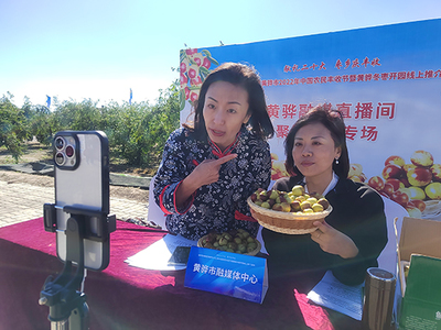 河北黃驊 古貢棗園話豐收，特色農(nóng)業(yè)促振興