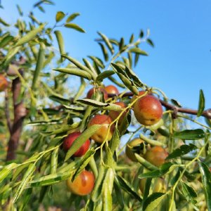 黃驊聚館冬棗哥 一枚冬棗背后的匠心與堅守